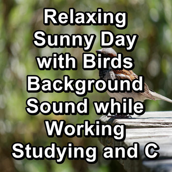 Nature - Relaxing Sunny Day with Birds Background Sound while Working Studying and Concentration