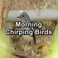Rain Meditation - Morning Chirping Birds
