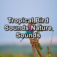 Ocean Wave Sounds - Tropical Bird Sounds Nature Sounds