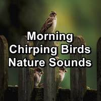 Spa Relax Music - Morning Chirping Birds Nature Sounds
