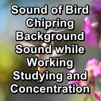 Binaural Beats Sleep - Sound of Bird Chipring Background Sound while Working Studying and Concentration