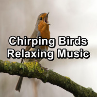 Bird Sound Collectors - Chirping Birds Relaxing Music
