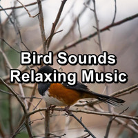 Sounds and Birds Song - Bird Sounds Relaxing Music