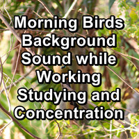 Animal and Bird Songs - Morning Birds Background Sound while Working Studying and Concentration