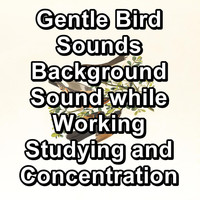 Birds - Gentle Bird Sounds Background Sound while Working Studying and Concentration