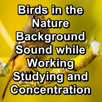 Animal and Bird Songs - Birds in the Nature Background Sound while Working Studying and Concentration