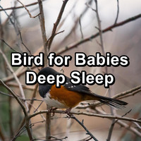 Spa & Spa - Bird for Babies Deep Sleep