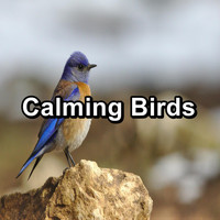 Calming Bird Sounds - Calming Birds