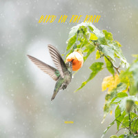 Nivin - Bird in the Rain