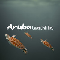 Cavendish Tree / - Aruba