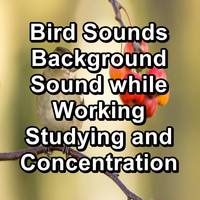 Singing Birds - Bird Sounds Background Sound while Working Studying and Concentration