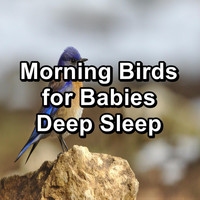 Birds - Morning Birds for Babies Deep Sleep