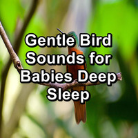 Animal and Bird Songs - Gentle Bird Sounds for Babies Deep Sleep