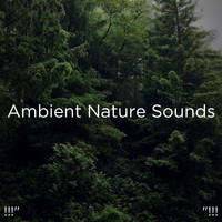 Nature Sounds Nature Music, Nature Sounds and BodyHI - !!!" Ambient Nature Sounds "!!!