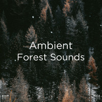 Nature Sounds Nature Music, Nature Sounds and BodyHI - !!!" Ambient Forest Sounds "!!!