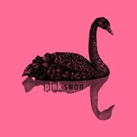 Pink Swan - Anatidae