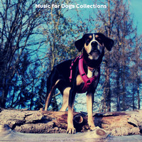 Music for Dogs Collections - Music for Calming Dogs - Acoustic Guitars