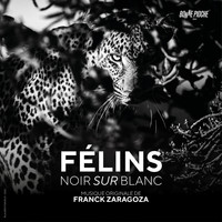 Franck Zaragoza - Félins noir sur blanc (Bande originale du film)