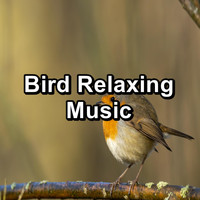 Bird Songs - Bird Relaxing Music
