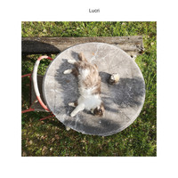 Human Transmission - Lucri