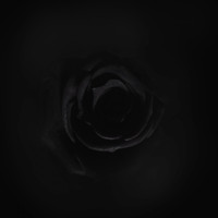Tomás Galván / - Black Rose
