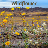Beach Top Sounders - Wildflower