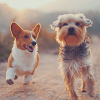Piano Music for Dogs Ambience - Music for Calming Dogs