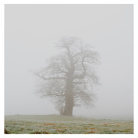 Ambling - A Quiet Pair