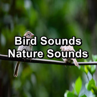 Bird Sounds 2016 - Bird Sounds Nature Sounds
