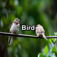 Bird Sound Collectors - Bird