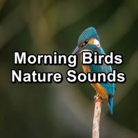 Relax Bird Sounds - Morning Birds Nature Sounds