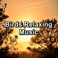 Birds - Birds Relaxing Music