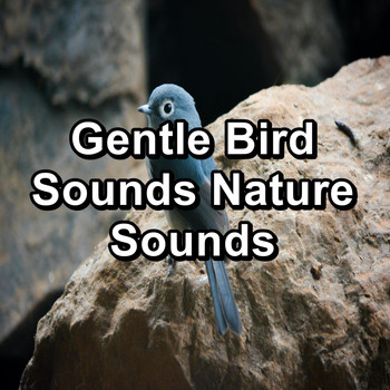 Spa & Spa - Gentle Bird Sounds Nature Sounds