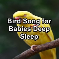 Yoga & Meditation - Bird Song for Babies Deep Sleep
