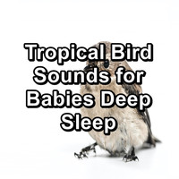 Sleep - Tropical Bird Sounds for Babies Deep Sleep