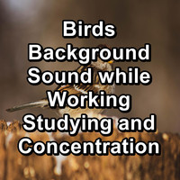 Nature Bird Sounds - Birds Background Sound while Working Studying and Concentration