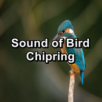 Nature Bird Sounds - Sound of Bird Chipring