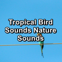 Bird Sound Collectors - Tropical Bird Sounds Nature Sounds