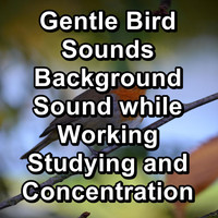 Animal and Bird Songs - Gentle Bird Sounds Background Sound while Working Studying and Concentration