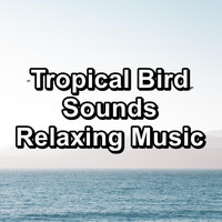 Birds - Tropical Bird Sounds Relaxing Music