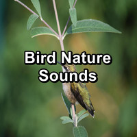 Singing Birds - Bird Nature Sounds
