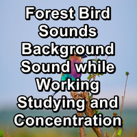 Rain - Forest Bird Sounds Background Sound while Working Studying and Concentration