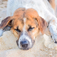 Dog Music, Sleeping Music For Dogs, Music For Dog's Ears - For Pets Ears: Relaxing Music for Stress Relief, Doggy Stress Relief
