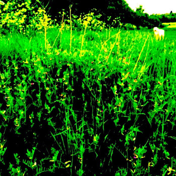 Slipstream - Bradlaugh Fields Forever