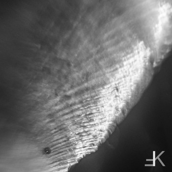 Øbsidiaän - Ecdysis