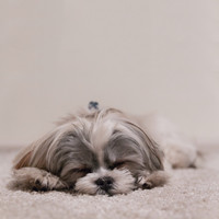 Dog Music, Sleeping Music For Dogs, Music For Dog's Ears - For Pets Ears: Doggy Nap Time and Rest for Pets
