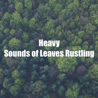Forest Sounds For Relaxation - Heavy Sounds of Leaves Rustling