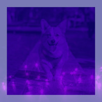 犬の散歩の曲 BGM - 音楽-犬の散歩