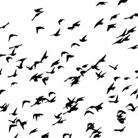 Rich Mortimer - Homebird