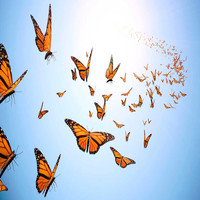 Zev - Butterflies